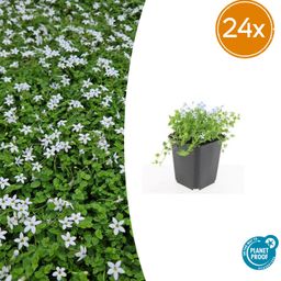 Garden basics 24x Isotoma fluviatilis 'Alba'- ↕10-25cm - Ø9cm (50455)
