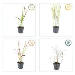 Garden basics 12x Imperata cylindrica 'Red Baron' - ↕10-25cm - Ø9cm (47857)