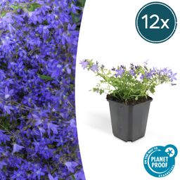 Garden basics 12x Campanula poscharskyana 'Stella' - ↕10-25cm - Ø9cm (47627)