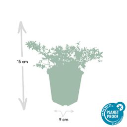 Garden basics 12x Campanula poscharskyana 'Stella' - ↕10-25cm - Ø9cm (47627)