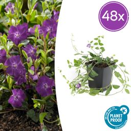 Garden basics 48x Vinca minor 'Atropurpurea', - ↕10-25cm - Ø9cm (50353)