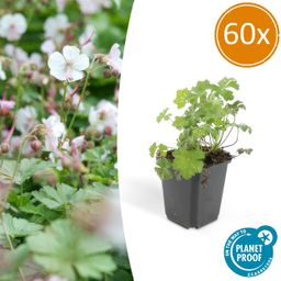 Garden basics 60x Geranium cant. 'Biokovo' - ↕10-25cm - Ø9cm (47771)