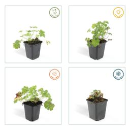 Garden basics 60x Geranium cant. 'Biokovo' - ↕10-25cm - Ø9cm (47771)