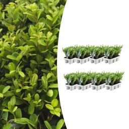 Premium basics 8 x 6 pack Ilex crenata 'Jenny' - Ø7 cm (48274)