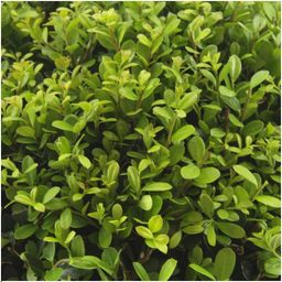 Premium basics 8 x 6 pack Ilex crenata 'Jenny' - Ø7 cm (48274)
