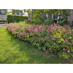 Garden basics 24x Geranium macrorrhizum - ↕10-25cm - Ø9cm (50428)