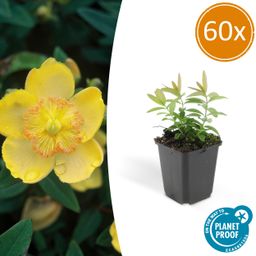 Garden basics 60x Hypericum calycinum - ↕10-25cm - Ø9cm (46943)