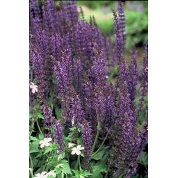 Garden basics 12x Salvia nem. 'Mainacht' - ↕10-25cm - Ø9cm (47991)