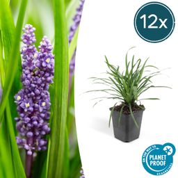 Garden basics 12x Liriope muscari 'Big Blue' - ↕10-25cm - Ø9cm (47892)