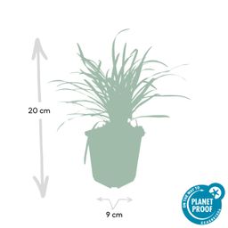 Garden basics 12x Liriope muscari 'Big Blue' - ↕10-25cm - Ø9cm (47892)