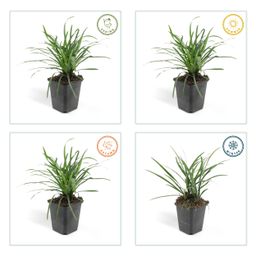 Garden basics 12x Liriope muscari 'Big Blue' - ↕10-25cm - Ø9cm (47892)