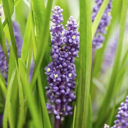 Garden basics 12x Liriope muscari 'Big Blue' - ↕10-25cm - Ø9cm (47892)