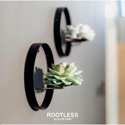Rootless by aloe demi ROOTLESS Succulent Echeveria Pulidonis op Muurdeco standaard zwart Ø20 cm (8721001420087)