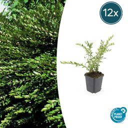 Garden basics 12x Lonicera pileata 'Purple Pearl' - ↕10-25cm - Ø9cm (47917)