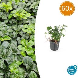 Garden basics 60x Pachysandra term. 'Green Sheen' - ↕10-25cm - Ø9cm (47949)