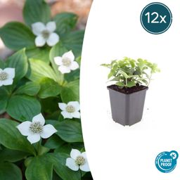 Garden basics 12x Cornus canadensis - ↕10-25cm - Ø9cm (47663)