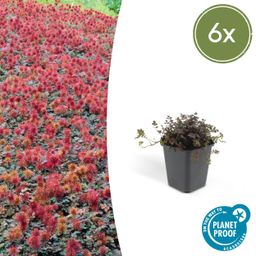 Garden basics 6x Acaena microphylla 'Kupferteppich' - ↕10-25cm - Ø9cm (46853)