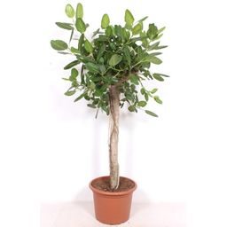 Ficus Benghalensis boom de luxe (36923)