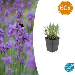 Garden basics 60x Lavandula ang. 'Munstead' - ↕10-25cm - Ø9cm (47880)