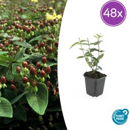 Garden basics 48x Hypericum inodorum 'Rheingold' - ↕10-25cm - Ø9cm (50447)