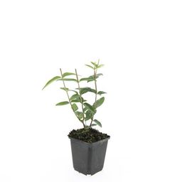 Garden basics 48x Hypericum inodorum 'Rheingold' - ↕10-25cm - Ø9cm (50447)