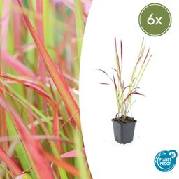 Garden basics 6x Imperata cylindrica 'Red Baron' - ↕10-25cm - Ø9cm (47856)