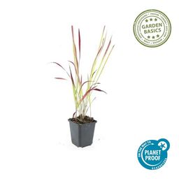 Garden basics 6x Imperata cylindrica 'Red Baron' - ↕10-25cm - Ø9cm (47856)