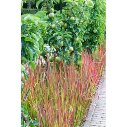 Garden basics 6x Imperata cylindrica 'Red Baron' - ↕10-25cm - Ø9cm (47856)