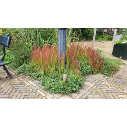 Garden basics 6x Imperata cylindrica 'Red Baron' - ↕10-25cm - Ø9cm (47856)