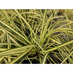 Garden basics 48x Carex oshim. 'Evergold' - ↕10-25cm - Ø9cm (50387)