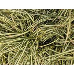 Garden basics 48x Carex oshim. 'Evergold' - ↕10-25cm - Ø9cm (50387)