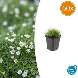 Garden basics 60x Sagina subulata - ↕10-25cm - Ø9cm (47984)