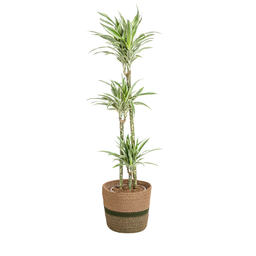 Dracaena Deremensis White Stripe met mand Ø24cm - ↕130 (48779)