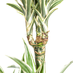 Dracaena Deremensis White Stripe met mand Ø24cm - ↕130 (48779)
