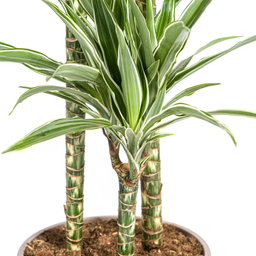 Dracaena Deremensis White Stripe met mand Ø24cm - ↕130 (48779)