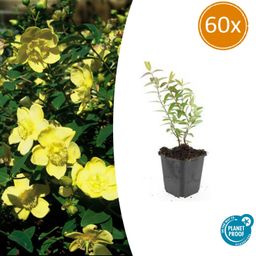 Garden basics 60x Hypericum 'Hidcote' - ↕10-25cm - Ø9cm (47835)