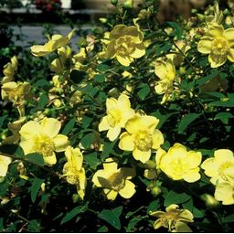 Garden basics 60x Hypericum 'Hidcote' - ↕10-25cm - Ø9cm (47835)