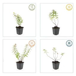 Garden basics 60x Hypericum 'Hidcote' - ↕10-25cm - Ø9cm (47835)