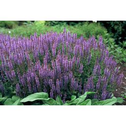 Garden basics 48x Salvia nem. 'Caradonna' - ↕10-25cm - Ø9cm (50596)