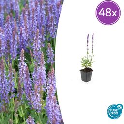 Garden basics 48x Salvia nem. 'Caradonna' - ↕10-25cm - Ø9cm (50596)