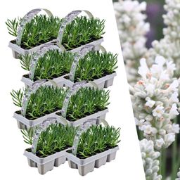 Plants by frank 8 x 6 pack Lavendel angustifolia white - 48 x Ø7 cm (33467)