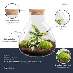DIY terrarium - Sammie Calathea - No tools (54763)