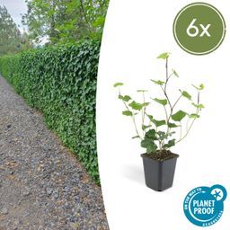 Garden basics 6x Hedera Hibernica - ↕10-25cm - Ø9cm (46929)