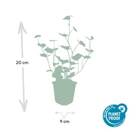 Garden basics 6x Hedera Hibernica - ↕10-25cm - Ø9cm (46929)