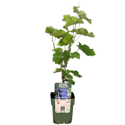 Premium basics "Vruchten oase" BIO Fruitplanten mix set van 5 verschillende soorten (48362)