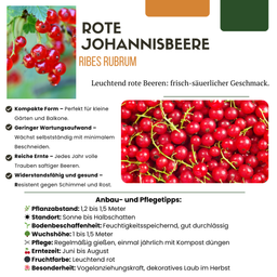 Premium basics "Vruchten oase" BIO Fruitplanten mix set van 5 verschillende soorten (48362)