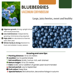 Premium basics "Vruchten oase" BIO Fruitplanten mix set van 5 verschillende soorten (48362)