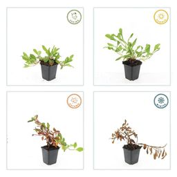 Garden basics 6x Persicaria aff. 'Darjeeling Red' - ↕10-25cm - Ø9cm (47955)
