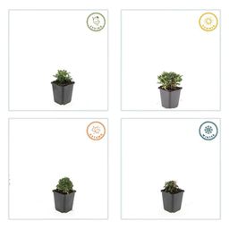 Garden basics 6x Potentilla tridentata 'Nuuk' - ↕10-25cm - Ø9cm (47970)