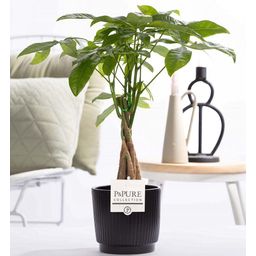 Pachira Aquatica In P&PURE Ceramics Liv (53377)